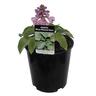 Hosta Blue Mouse Ears
