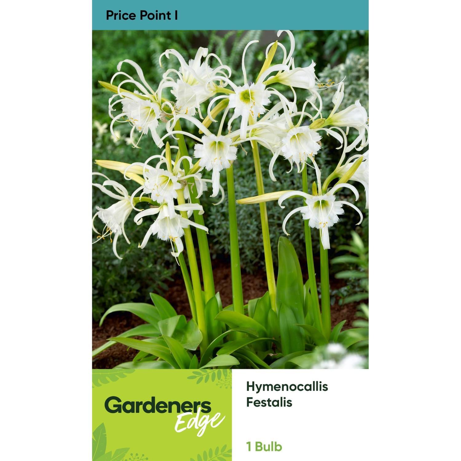 Hymenocallis Festalis 1 Pack