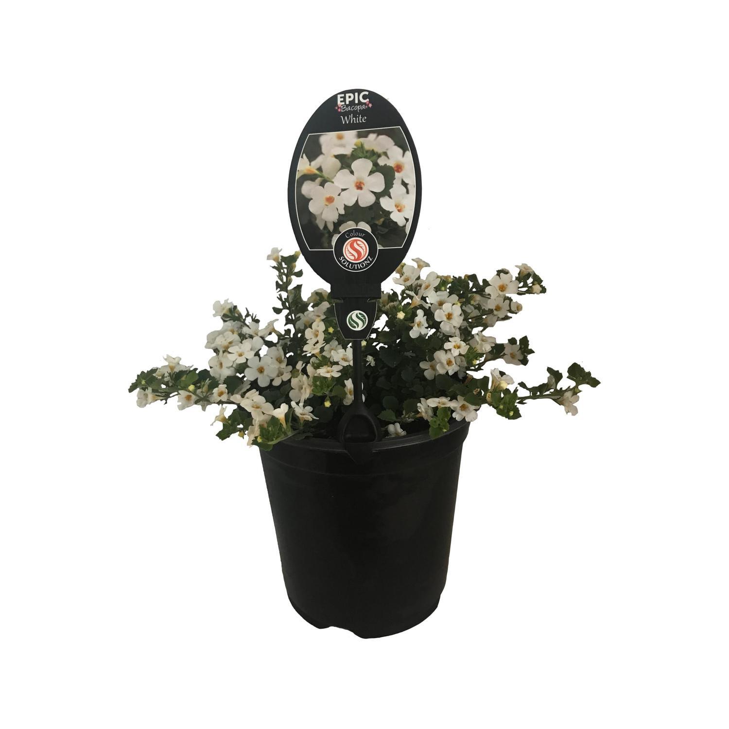 Bacopa Epic Assorted Colours