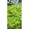 Sedum Green Blob