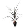 Cordyline Red Fountain