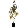 Liquidambar Worplesdon