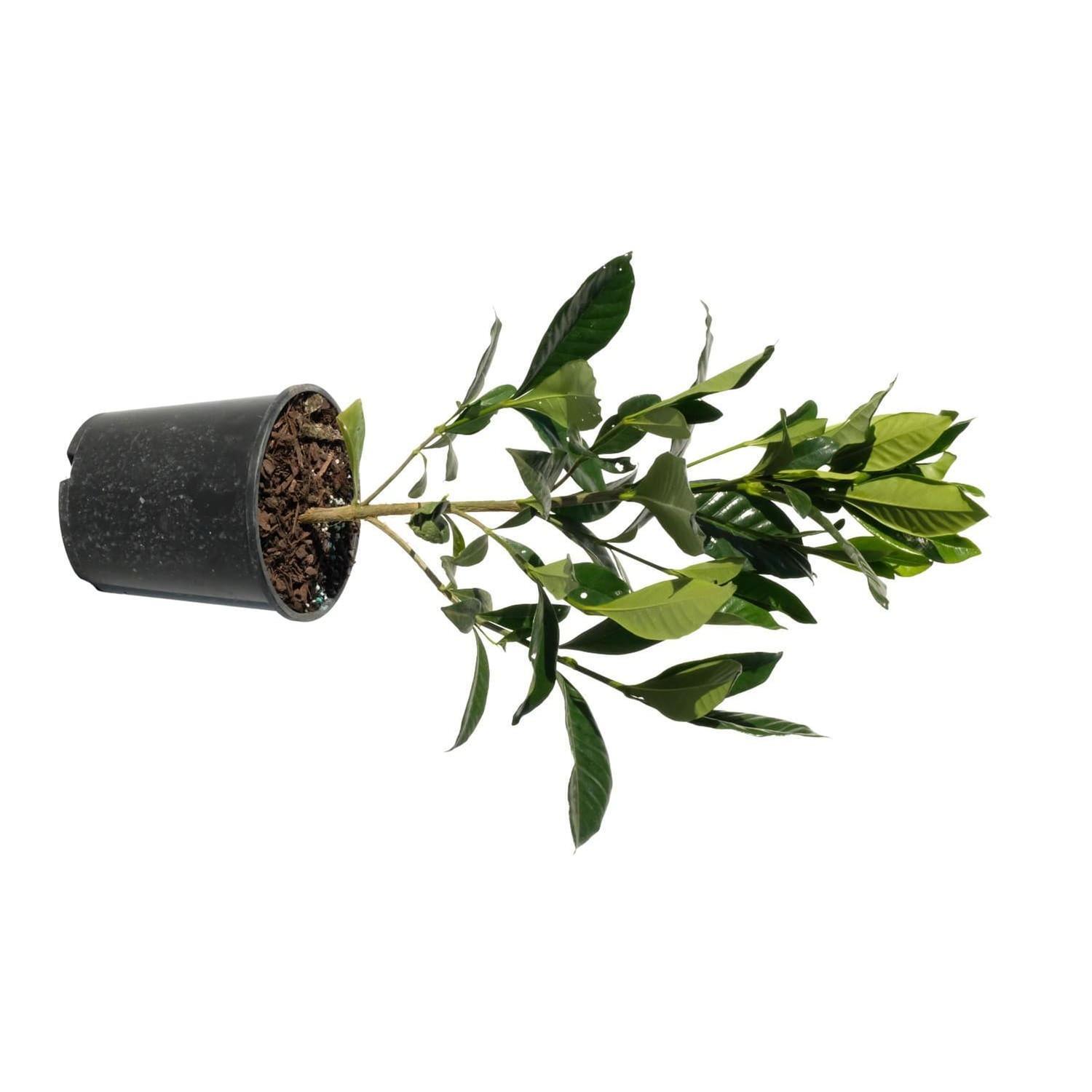 Gardenia Golden Magic