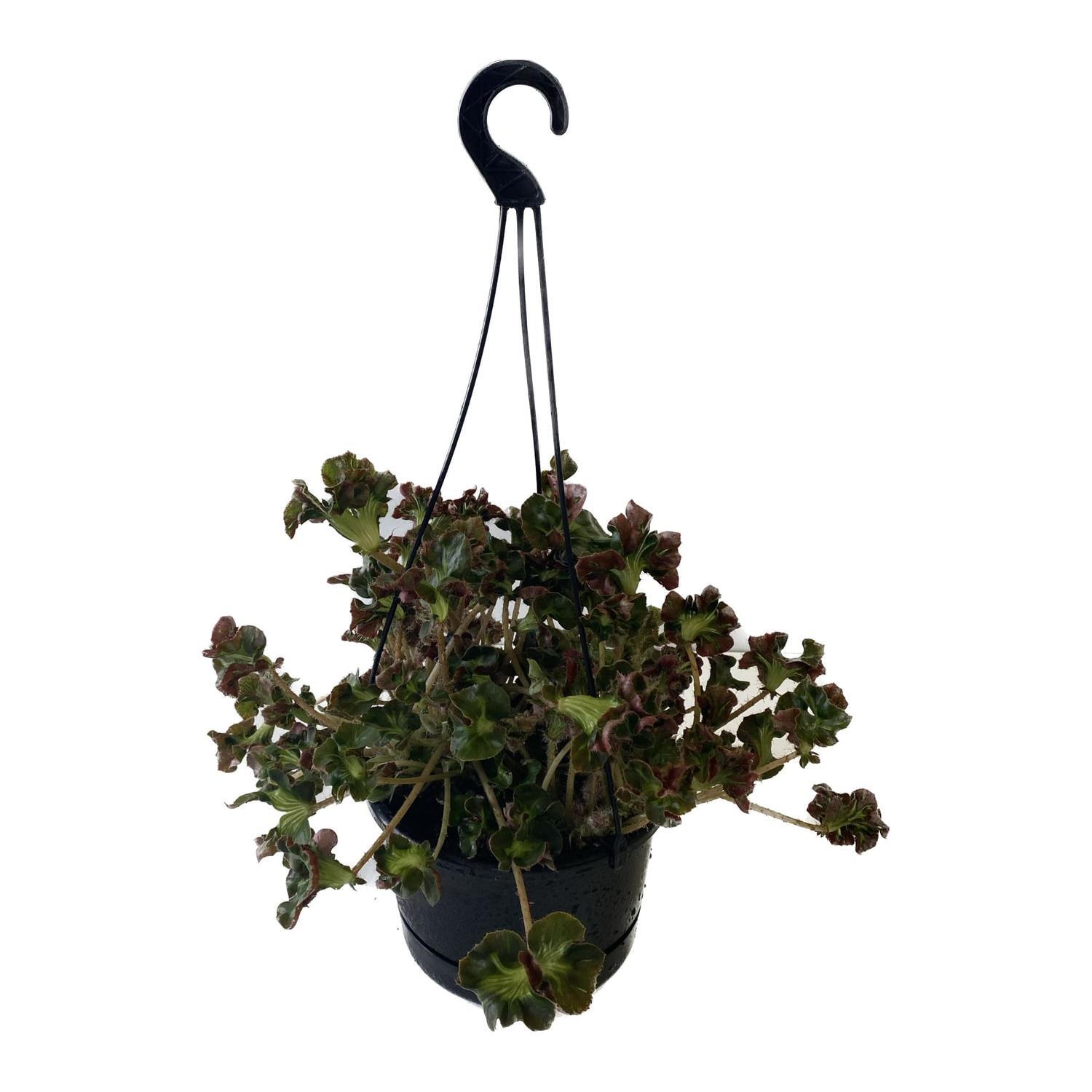 Begonia Cathedral Basket 17.5cm