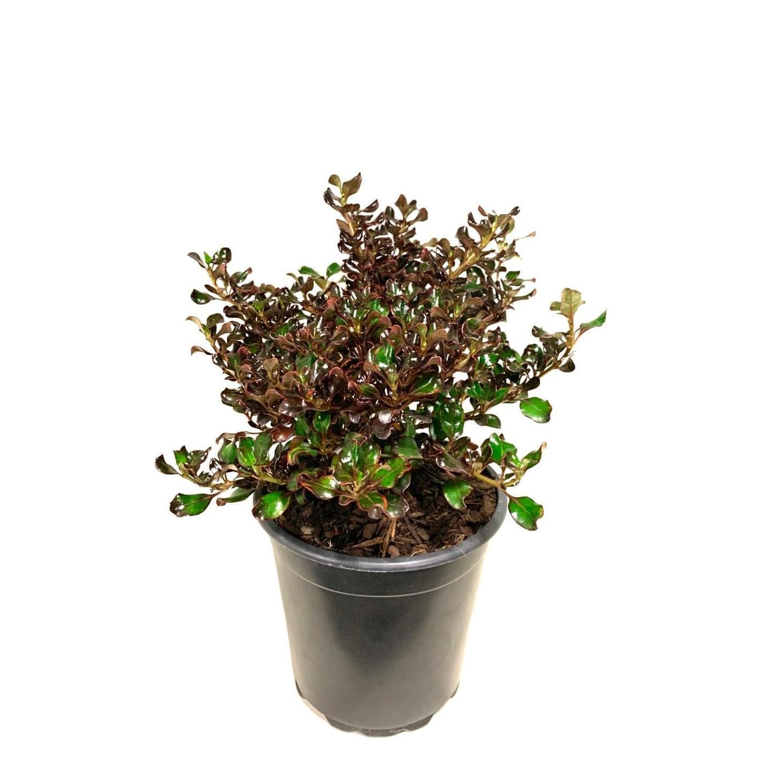 Coprosma Black Velvet