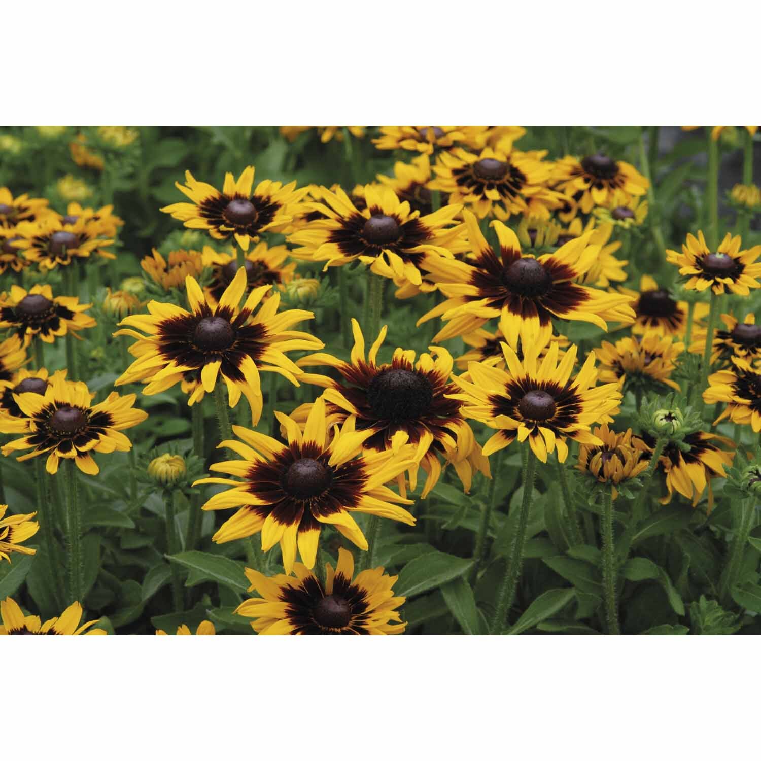 Rudbeckia Sonora