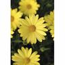 Osteospermum