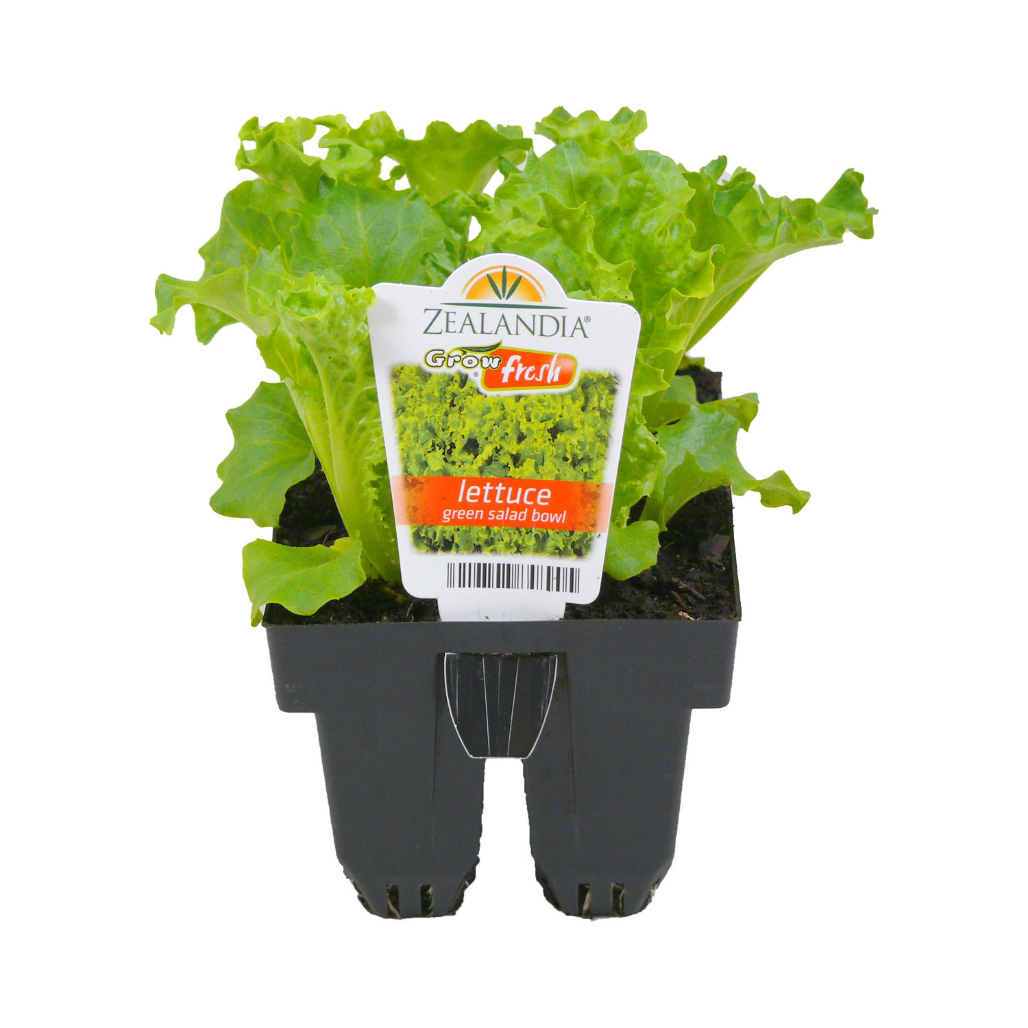 Lettuce Green Salad Bowl