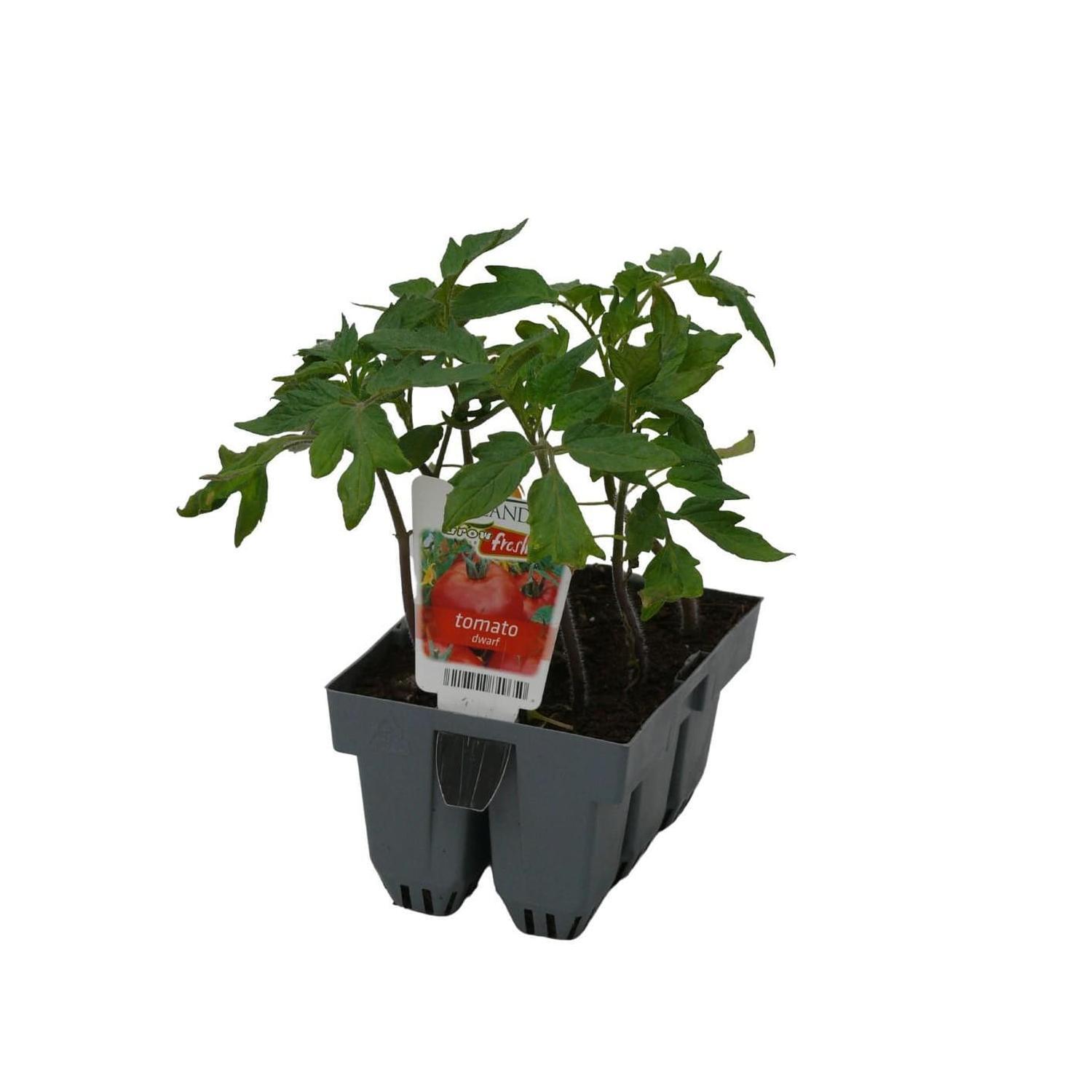 Tomato Dwarf