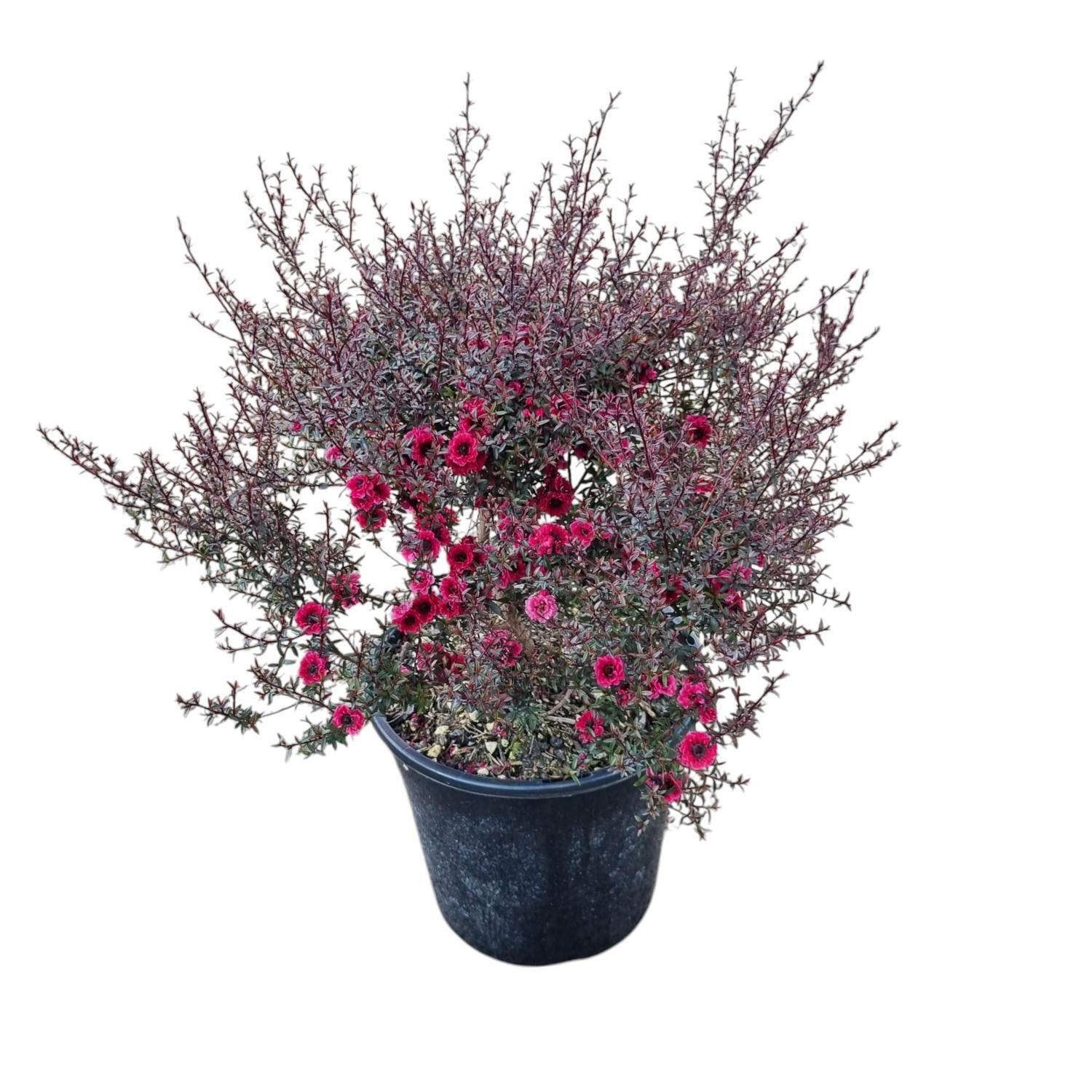 Leptospermum 'Tea Tree' Wiri Kerry 4L