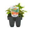 Silverbeet Bright Lights Pack of 6