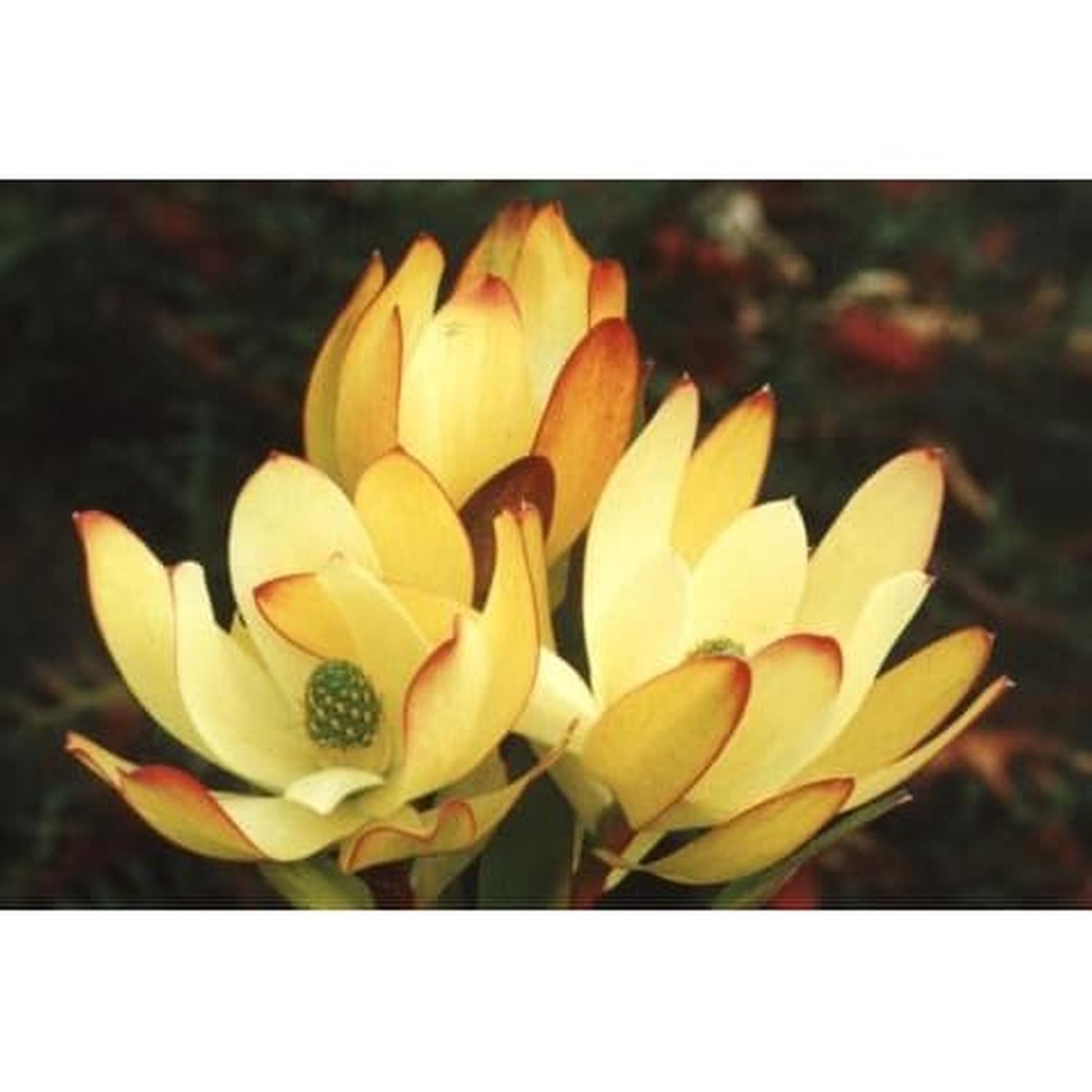 Leucadendron Tokyo Gold