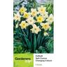 Daffodil Corona Changing Colours 5 Pack