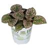 Hypoestes Hippo Pink 1 Litre