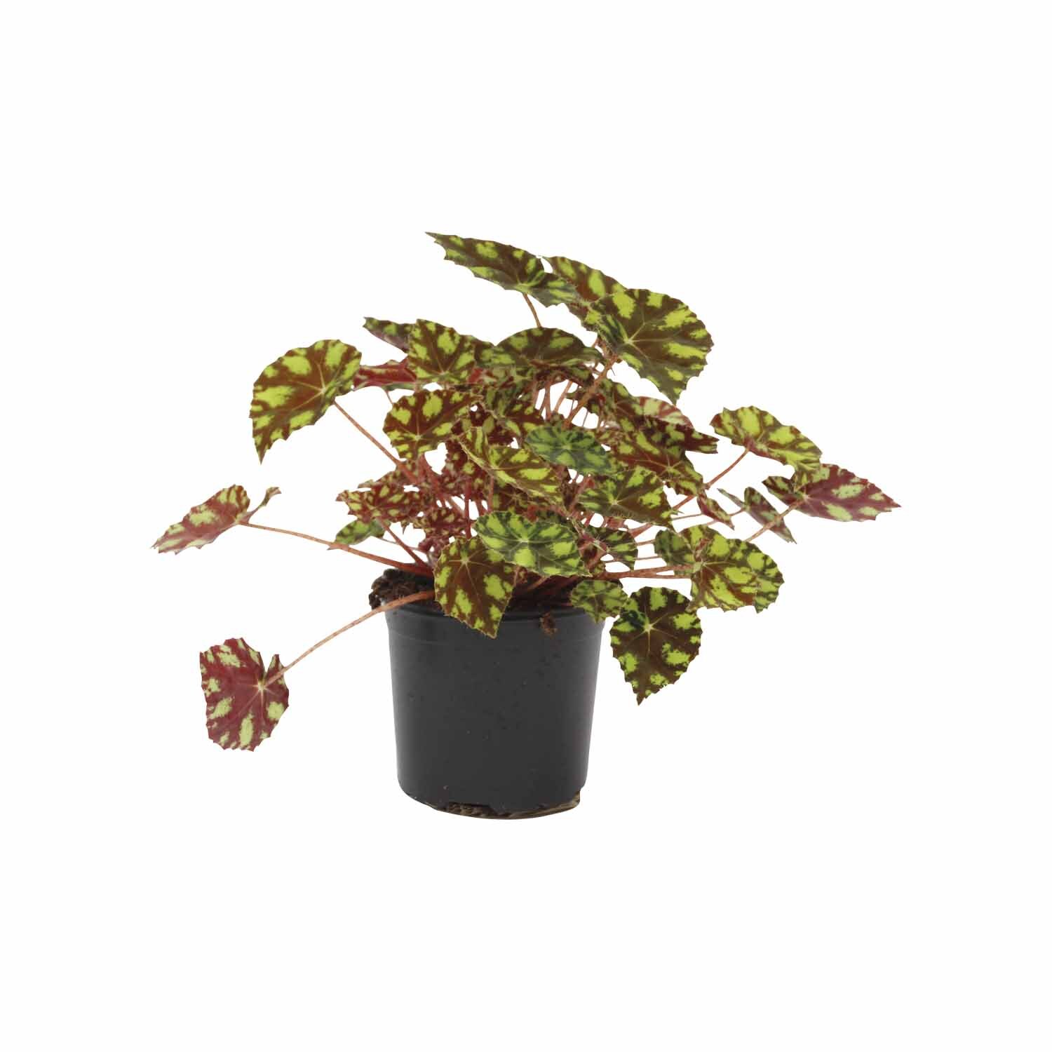 Begonia Rex Little Devils