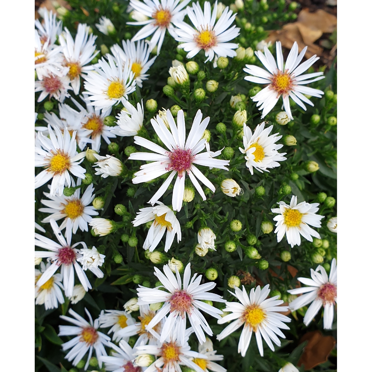 Aster Mini White