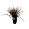 Phormium Jack Spratt