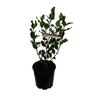 Griselinia Broadway Mint