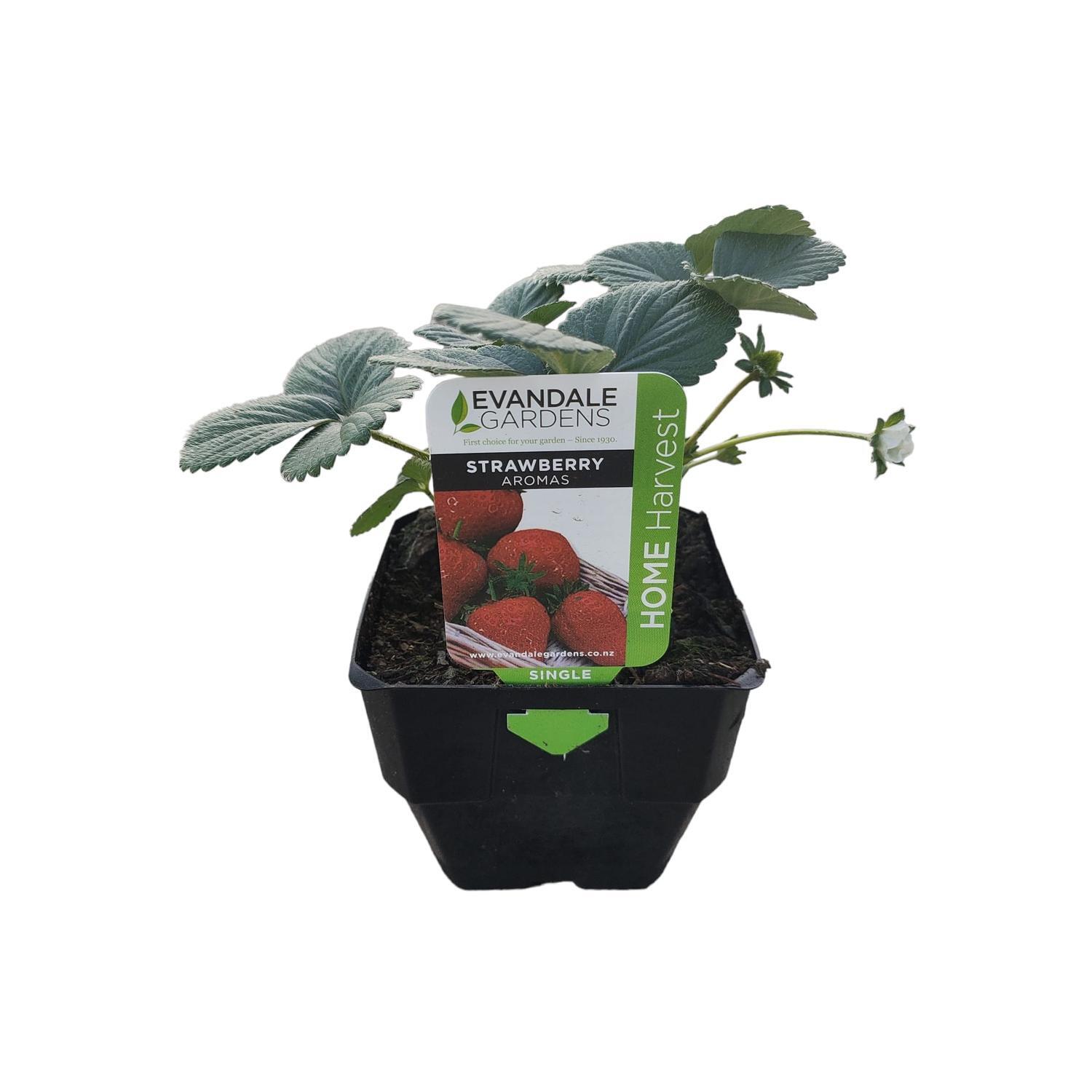 Strawberry Aromas Singles 0.6L