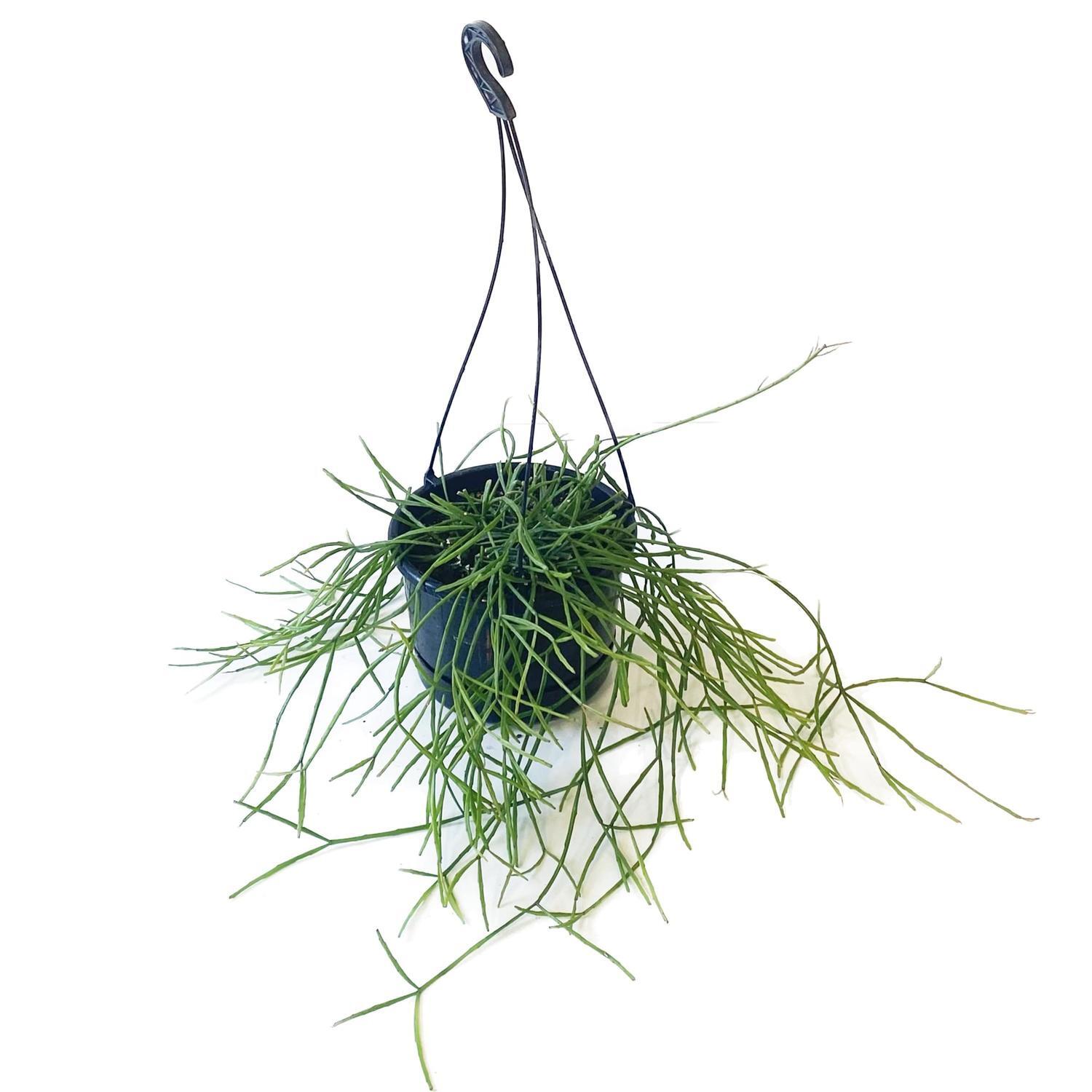 Rhipsalis Ewaldiana 17.5cm