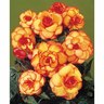 Begonia Picotee 'Harlequin'