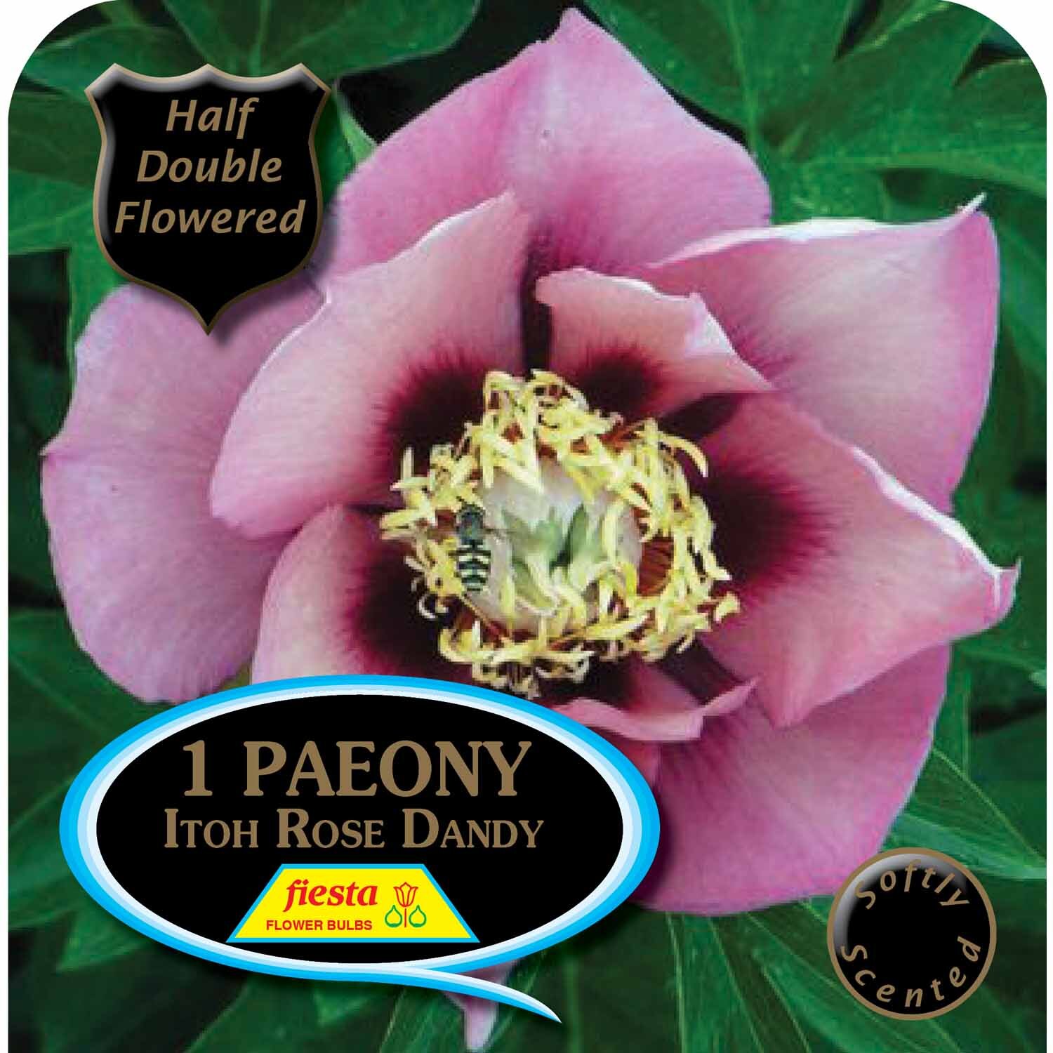 Paeony Itoh 'Rose Dandy'