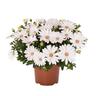 Osteospermum Margarita White 2.5 litre