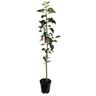 Apple Dwarf 'Akane' 4.7 litre