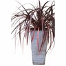 Cordyline Red Fountain