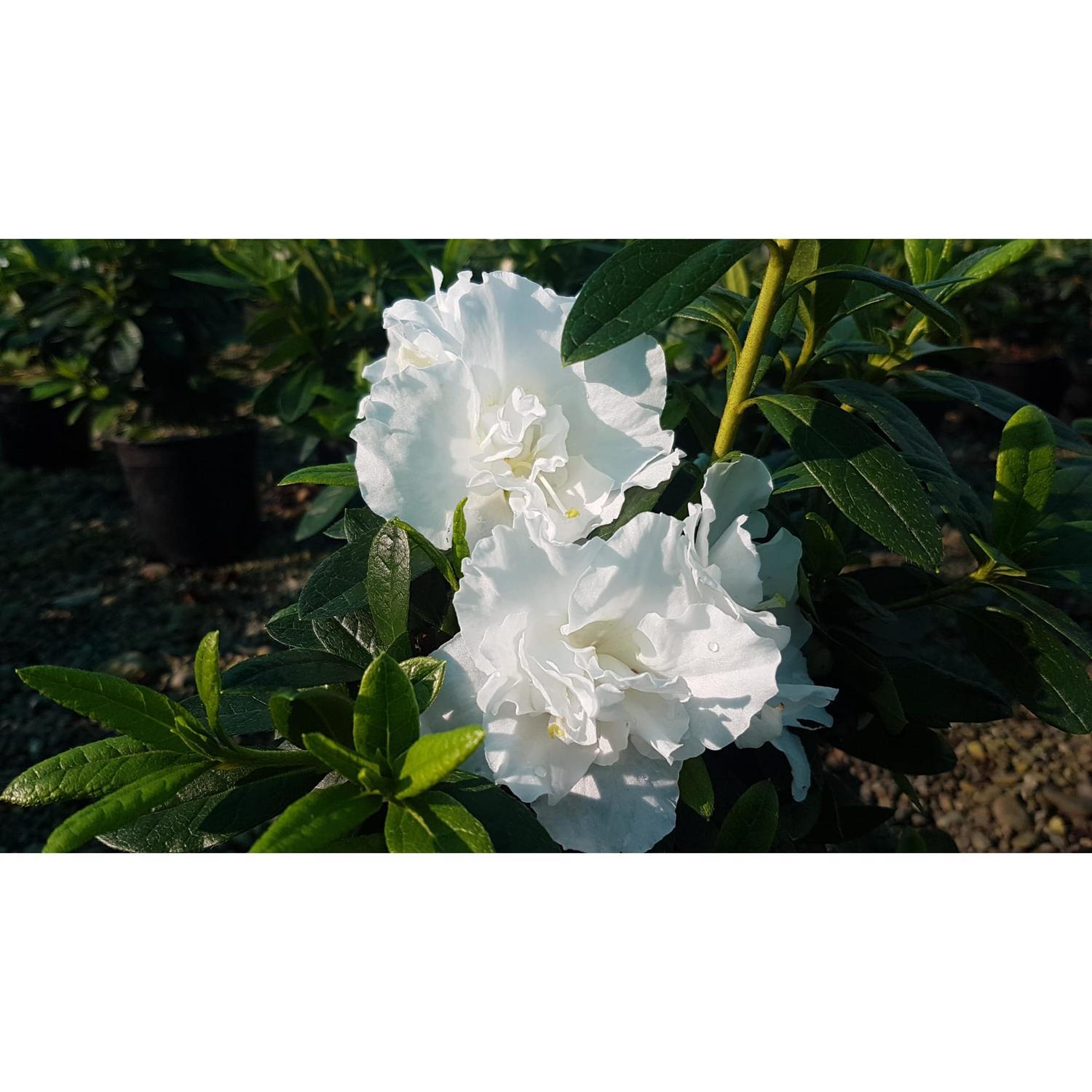 Azalea