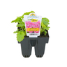 Primula Malacoides Pack of 6 Rose