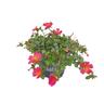 Portulaca Pizzaz Fuchsia 12cm Pink