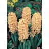 Hyacinth 'Gipsy Queen'