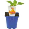 Capsicum Sweet Conical Yellow