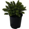 Hebe Wiri Mist 1.9 litre Green