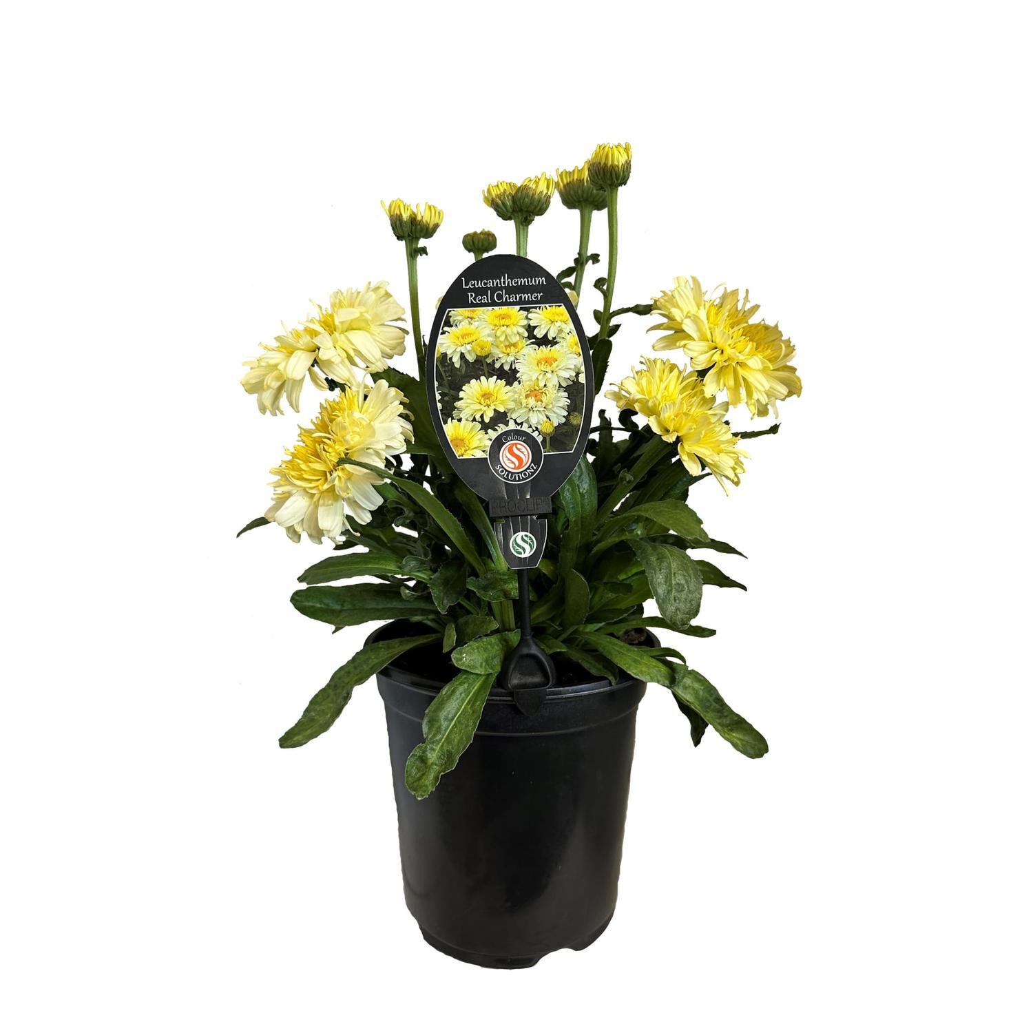 Leucanthemum Real Charmer