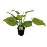 Hosta Sum & Substance