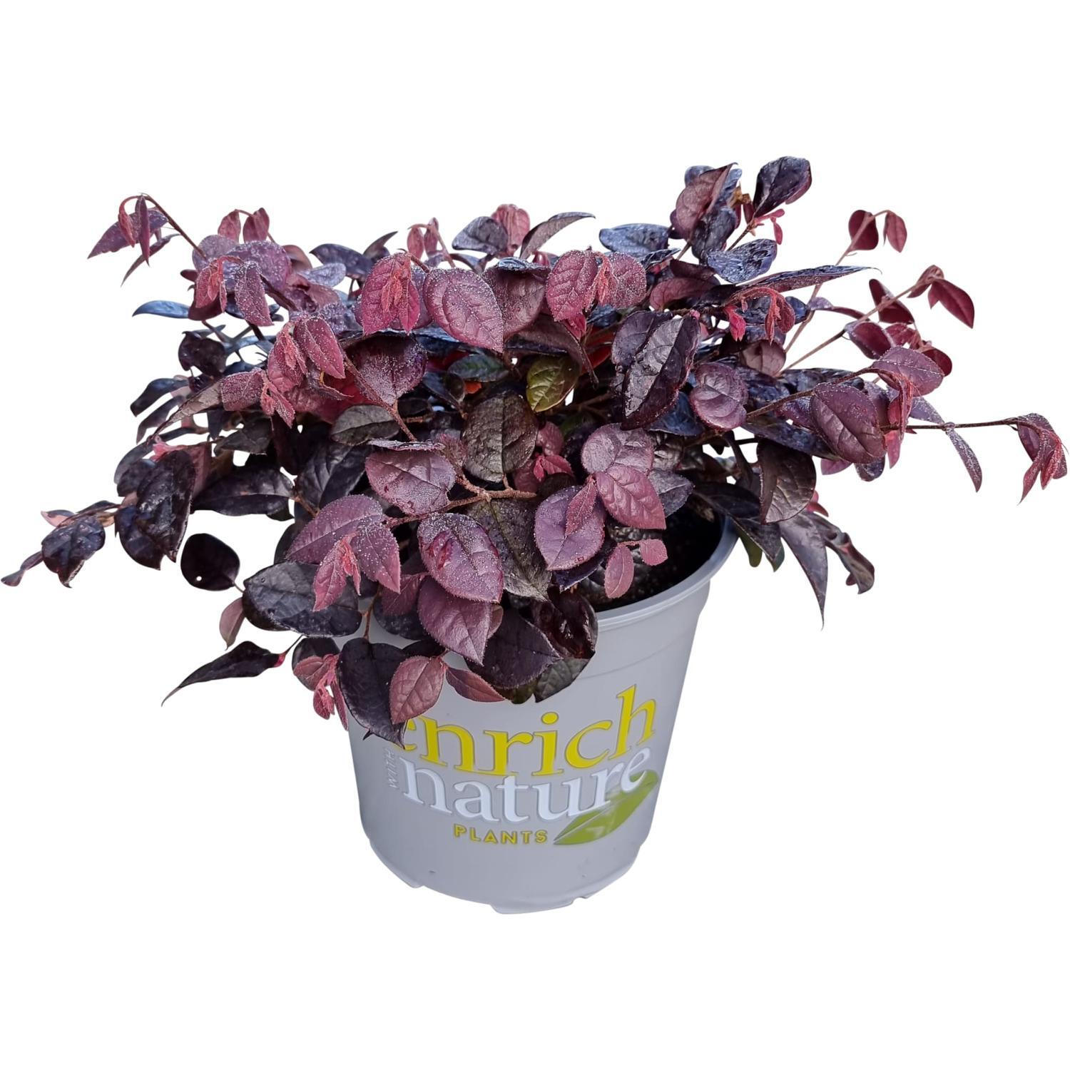 Loropetalum Plum Delight