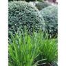 Lomandra Little Tuffy