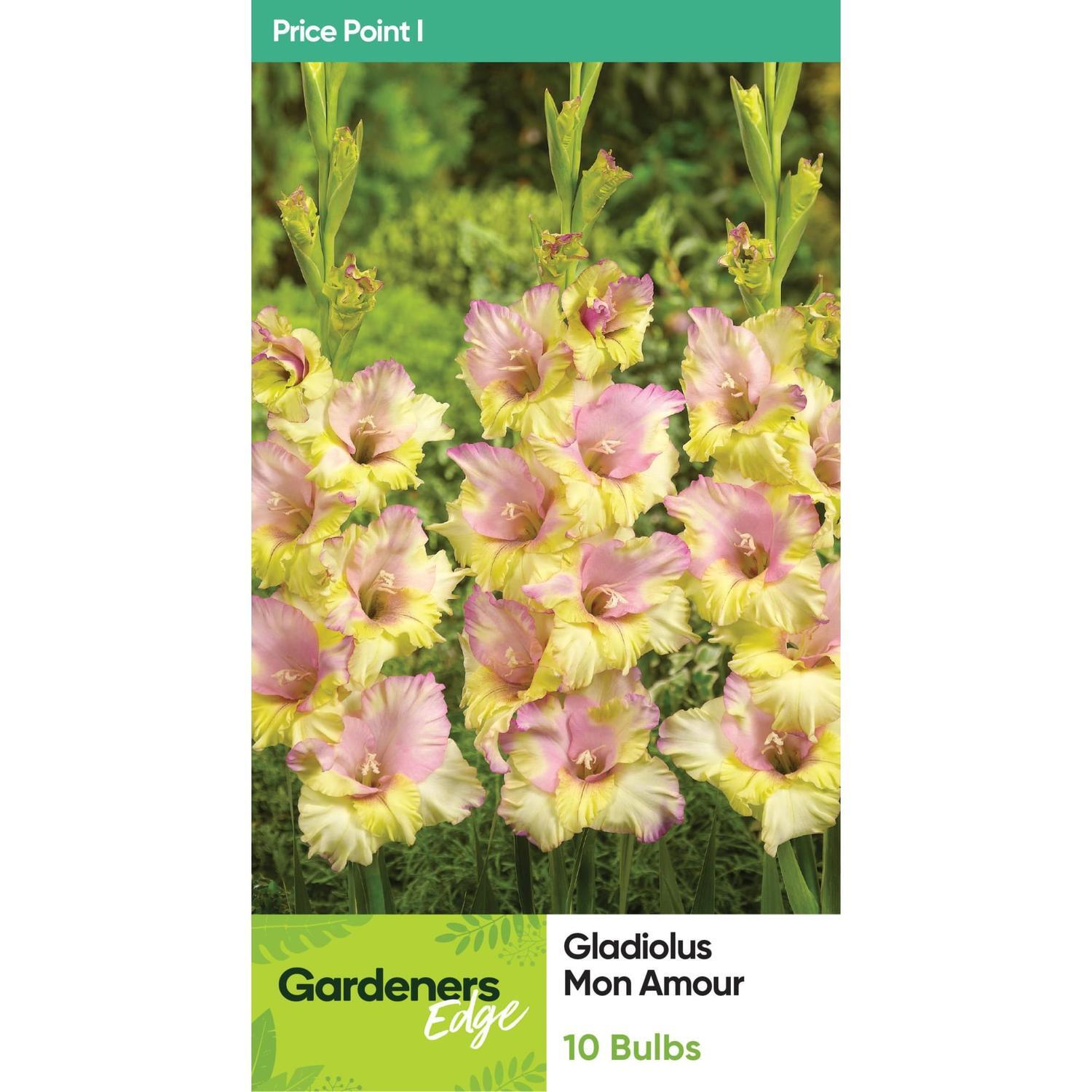 Gladioli Mon Amour 10 Pack