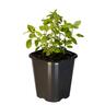 Marjoram Sweet