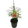 Pomegranate Wondeful 3 litre