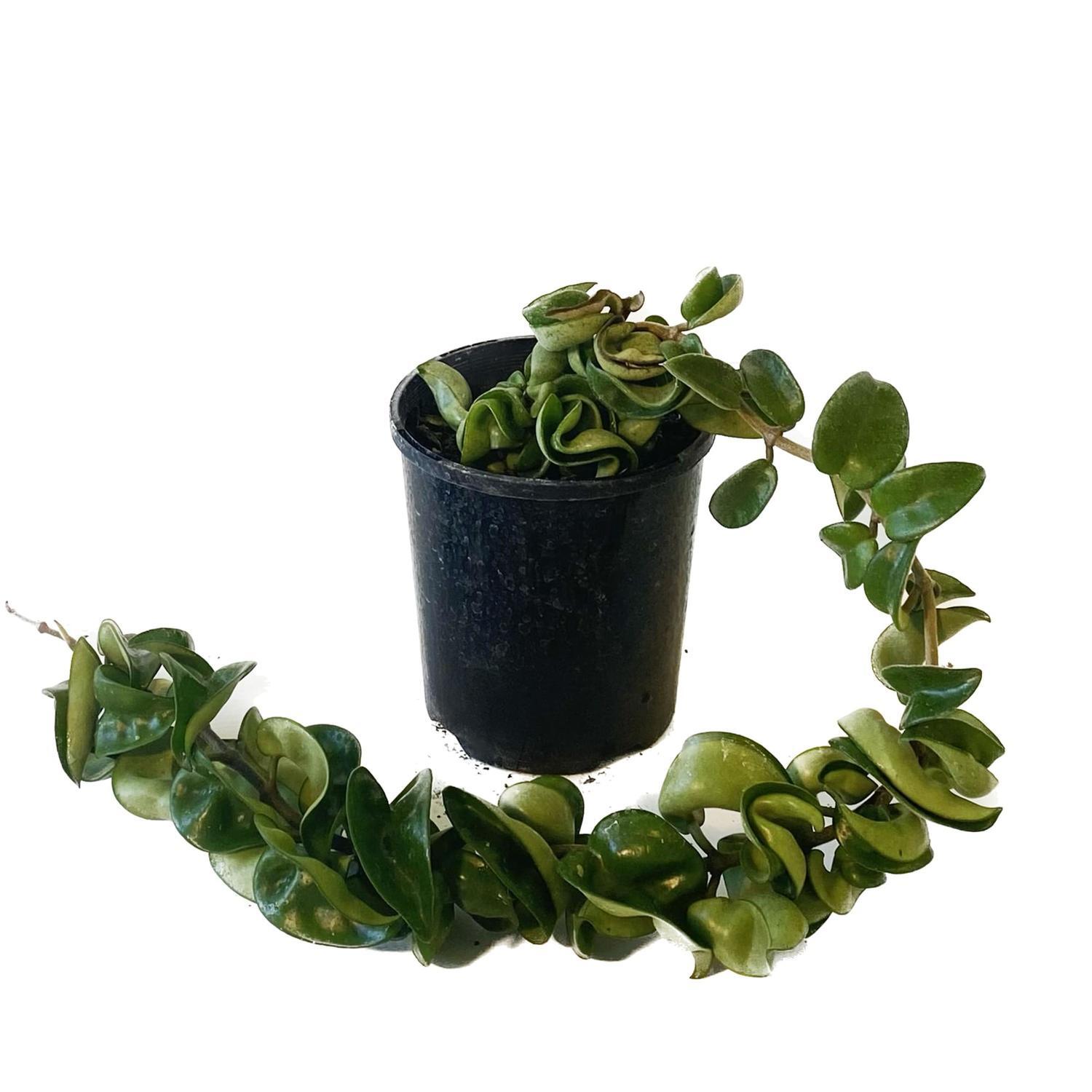 Hoya Hindu 12cm