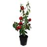 Camellia Japonica Maroon and Gold