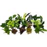 Indoor Foliage Mix 9cm Assorted