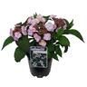 Hydrangea Summer Glow