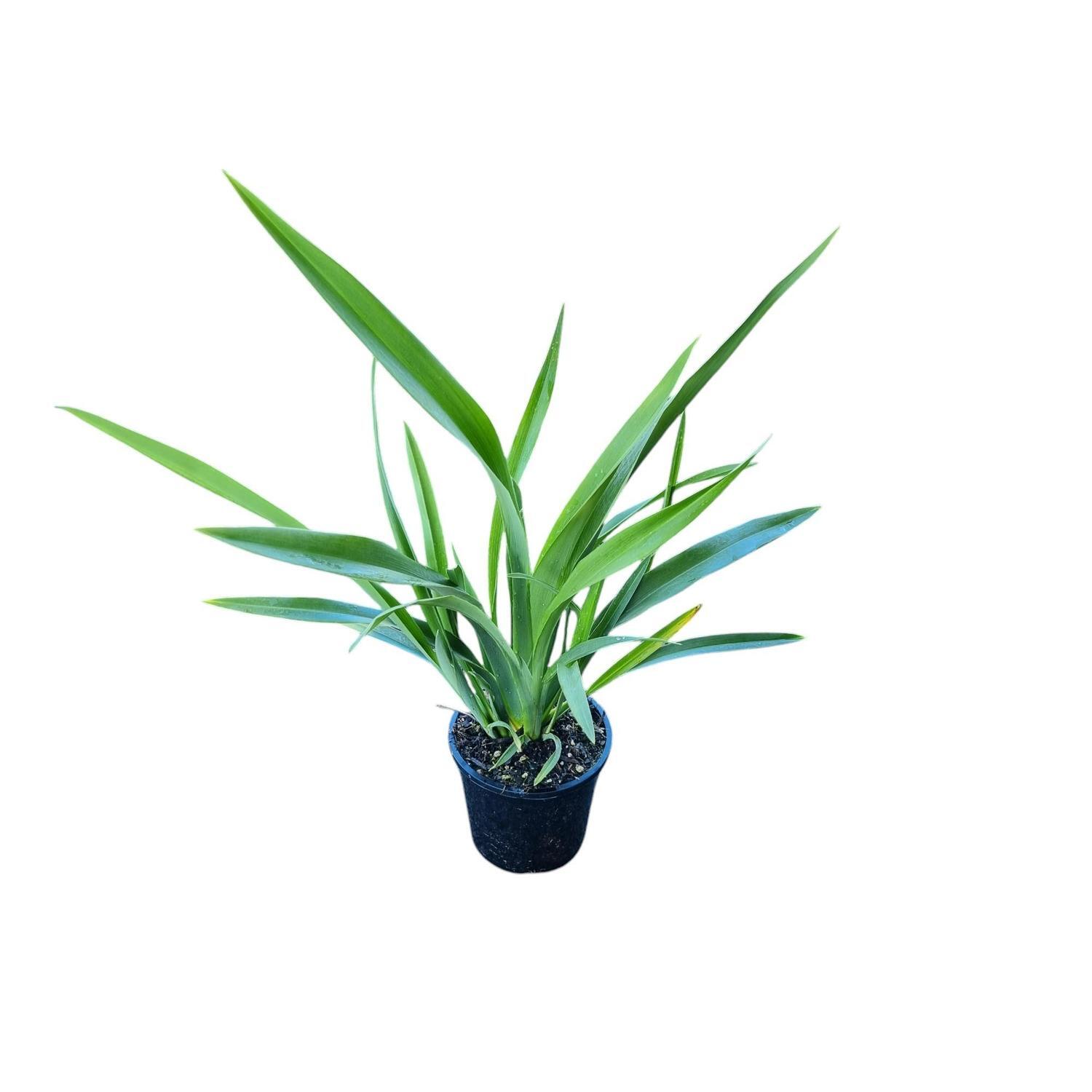 Phormium 'Flax' Cookianum 1.3L
