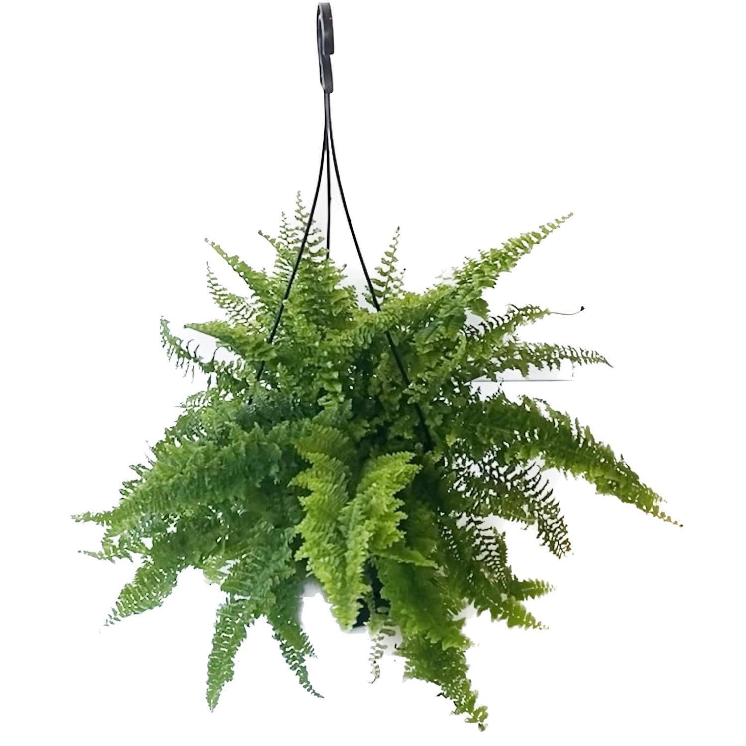 Nephrolepis Fluffy Basket 17.5cm