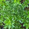 Pittosporum Jade 3.3L