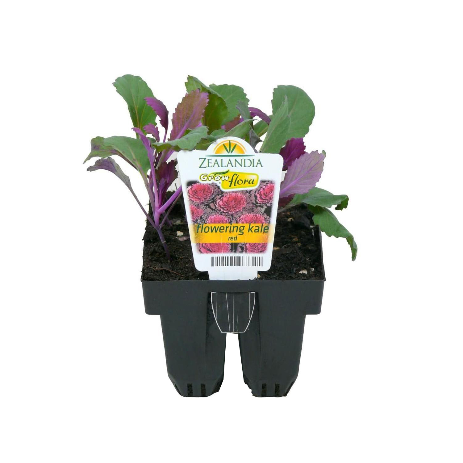 Flowering Kale